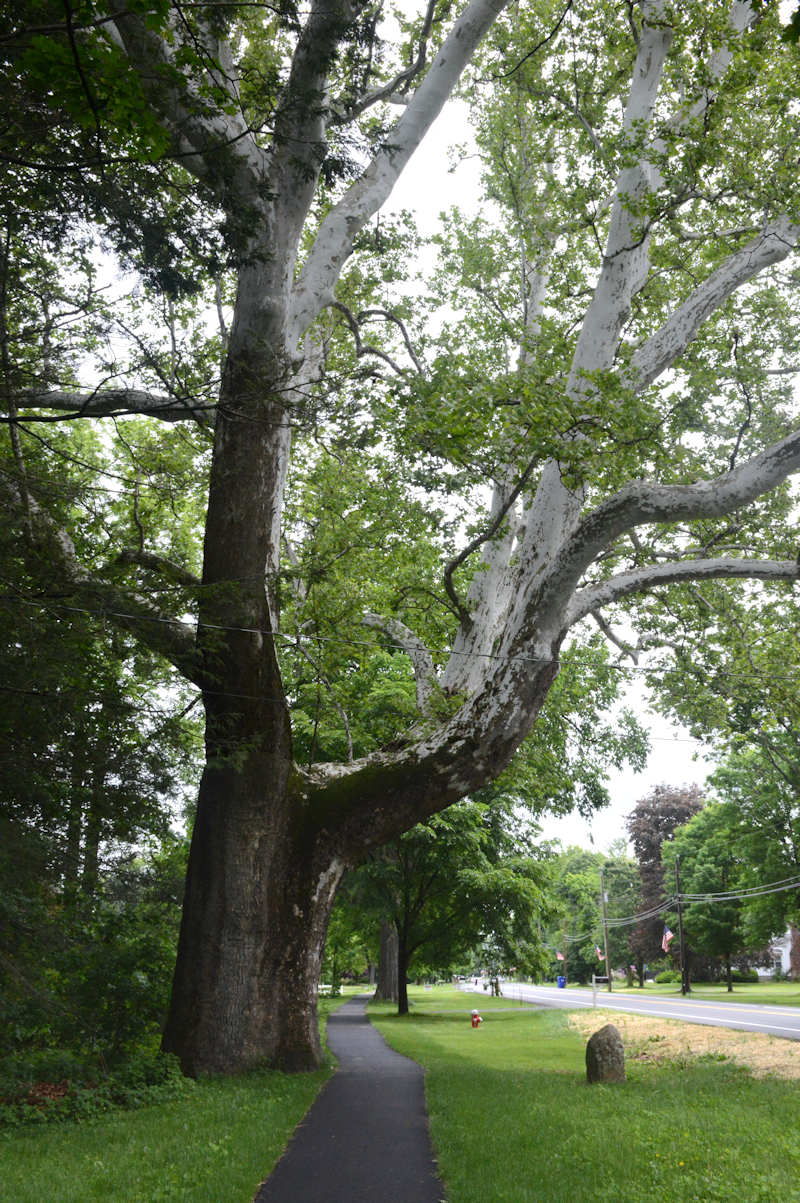 The Buttonball Tree