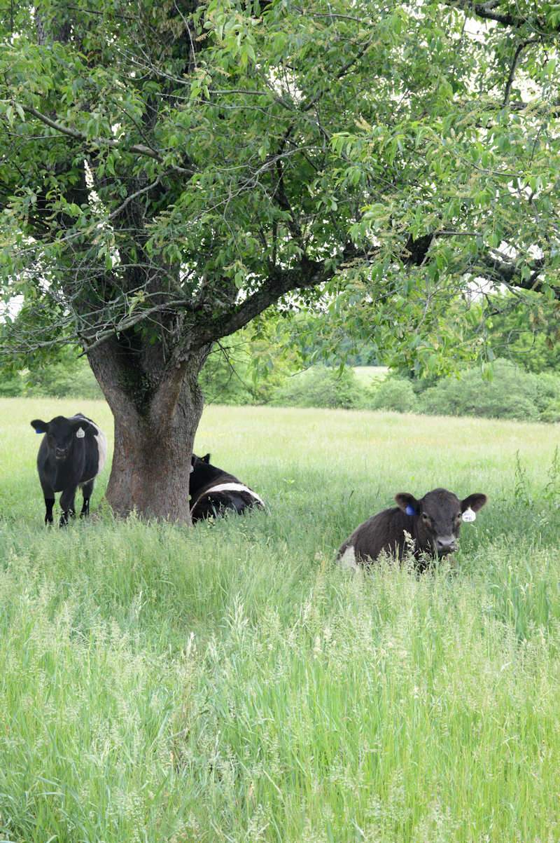 Cows in Deerfield